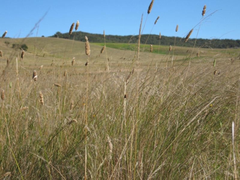 Lot 11 Roseview Estate, Tarago NSW 2580