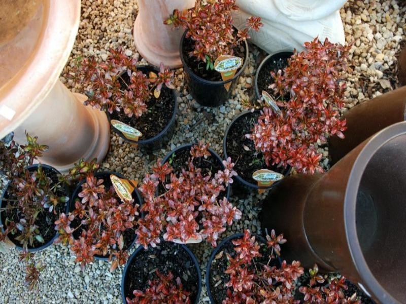 29 Gibraltar Street, Bungendore NSW 2621