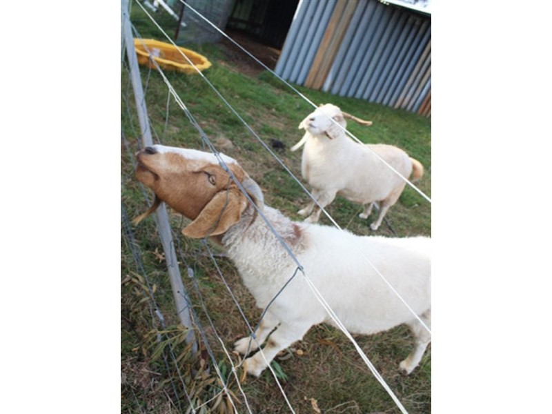 944 Braidwood Road, Bungendore NSW 2621