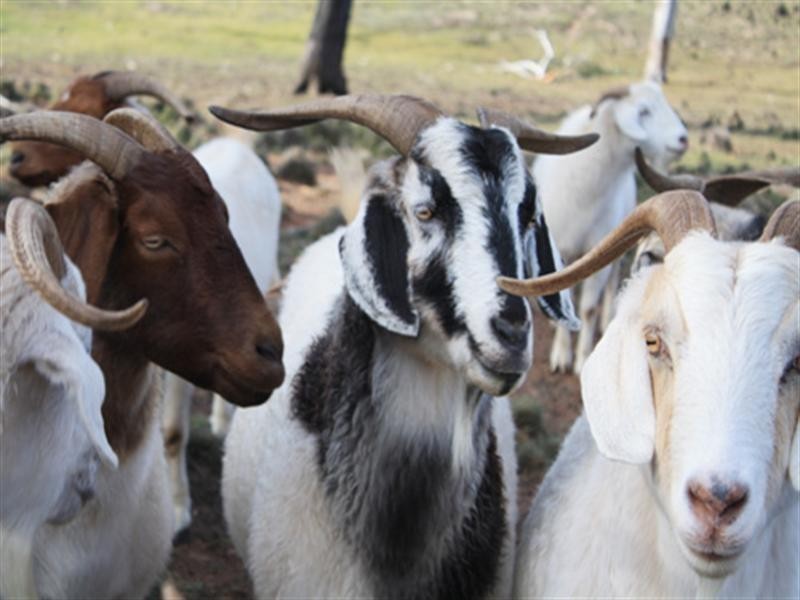 944 Braidwood Road, Bungendore NSW 2621