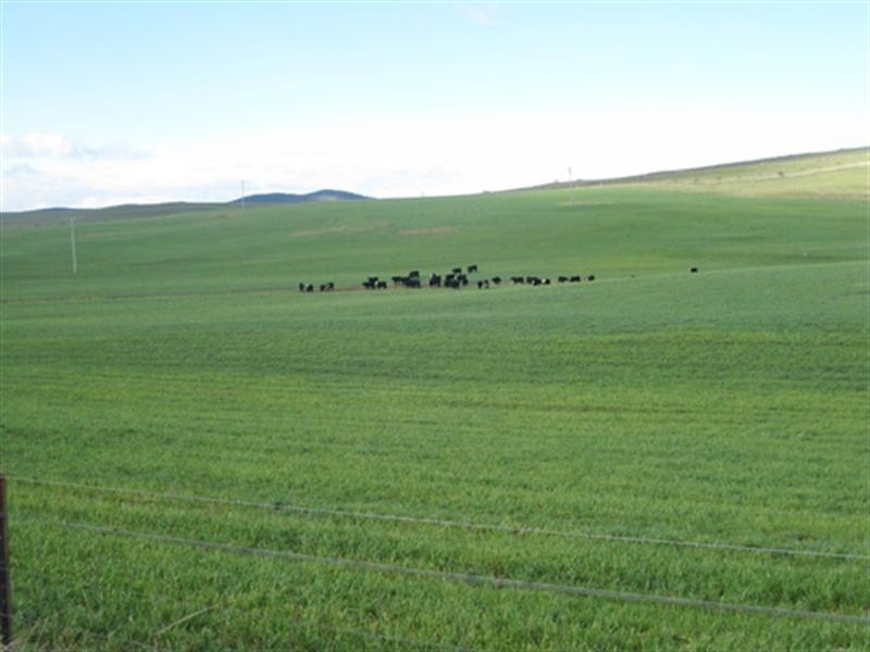 23 Greenhill Lane, Bungendore NSW 2621