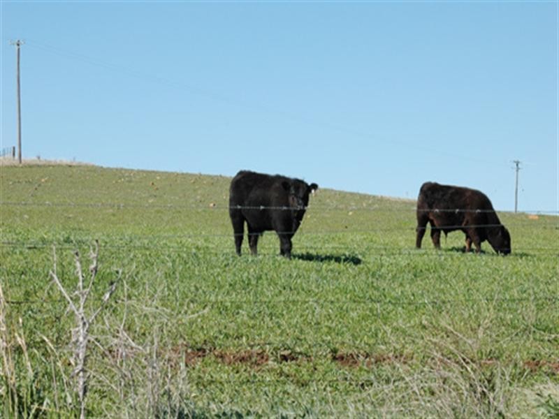 23 Greenhill Lane, Bungendore NSW 2621