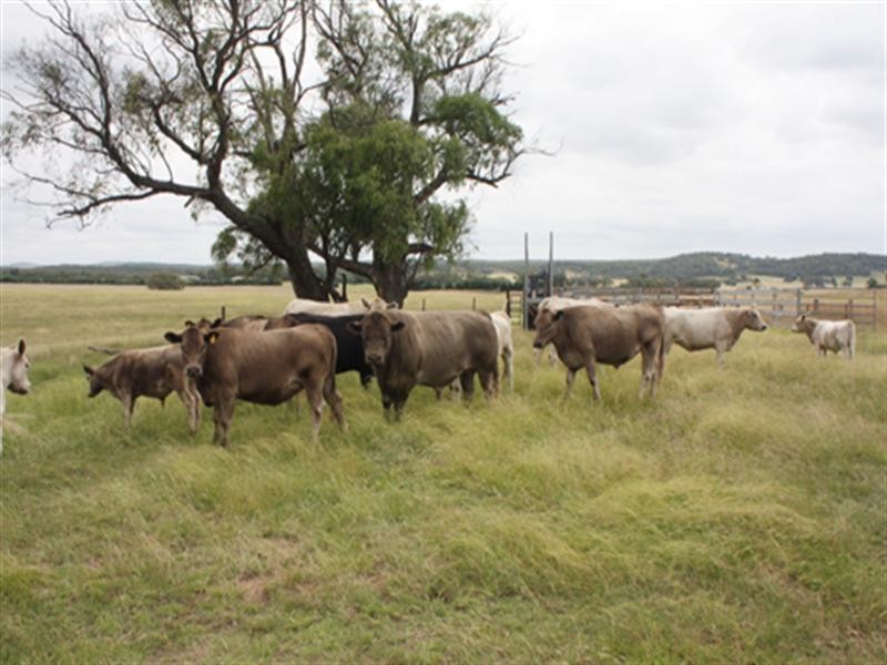 628 Mulloon Road, Bungendore NSW 2621