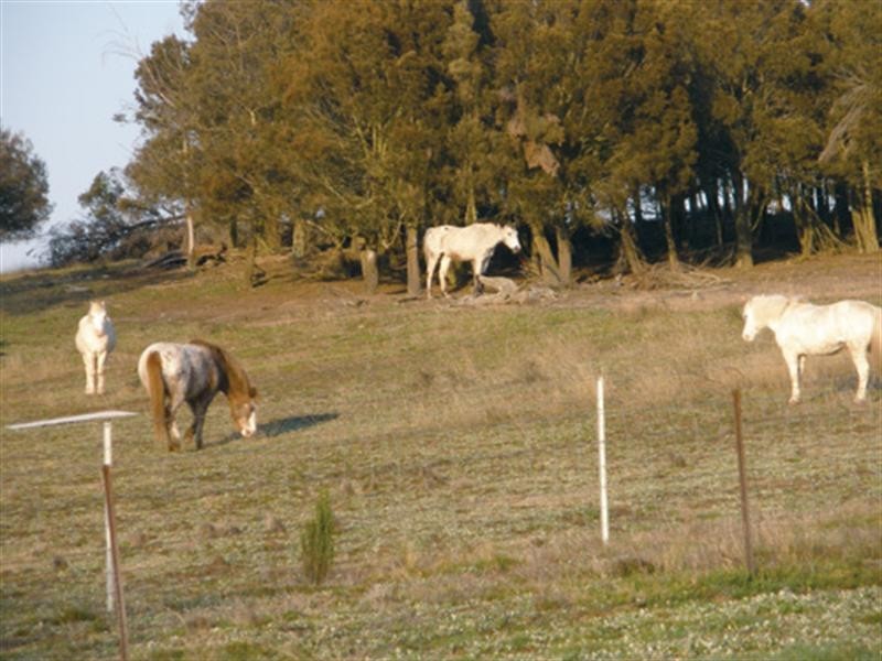 41 King Street, Tarago NSW 2580