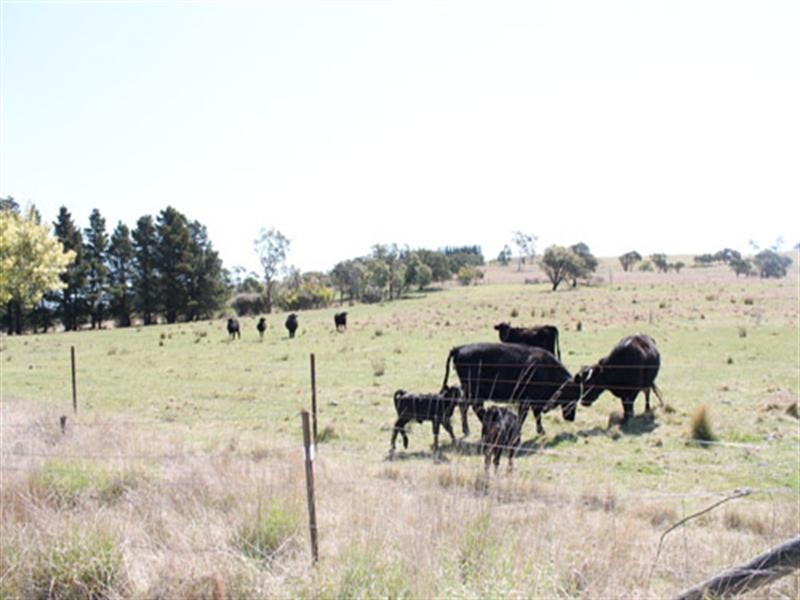 1969 Tarago Road, Bungendore NSW 2621