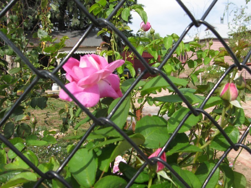 1 Rutledge Street, Bungendore NSW 2621