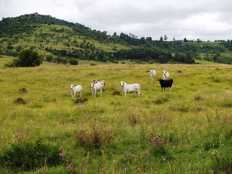 17 Mount Berryman Road, Blenheim QLD 4341