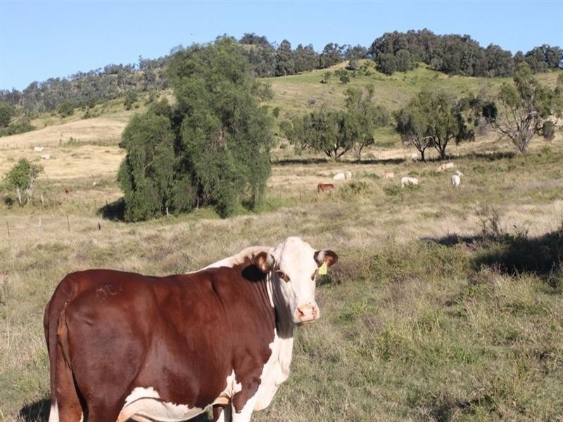 170 Weier, Gatton QLD 4343