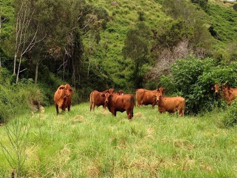 LOT 1 Ropeley Rockside Road, Rockside QLD 4343