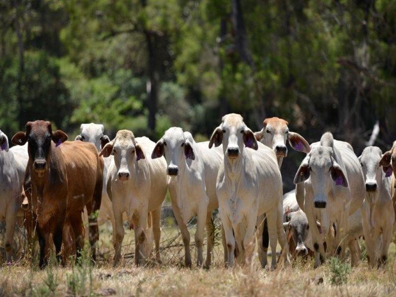 1198 Kavanaghs Road, Buaraba QLD 4311