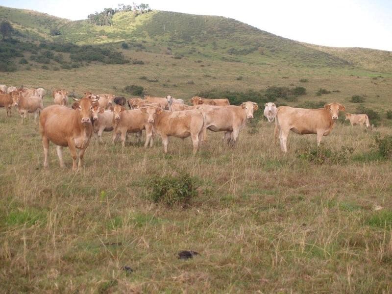 Lot 2 Ropeley Rockside Road, Rockside QLD 4343