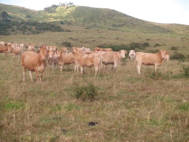 Lot 2 Ropeley Rockside Road, Rockside QLD 4343