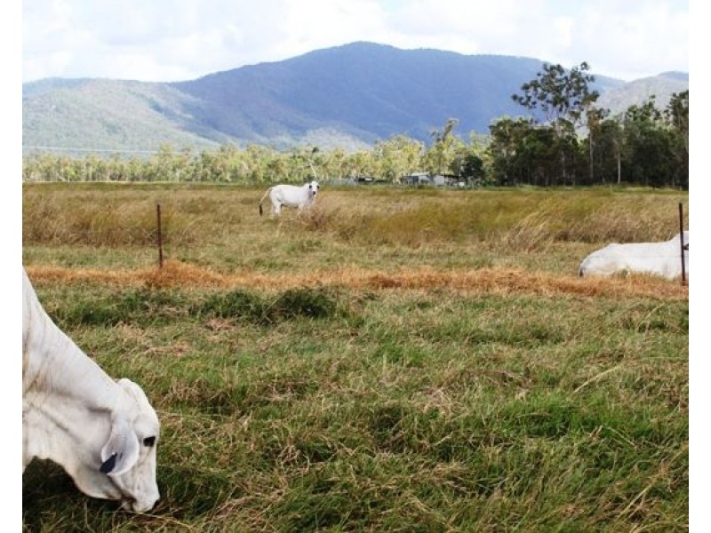 530 Pappins Road, Helens Hill QLD 4850