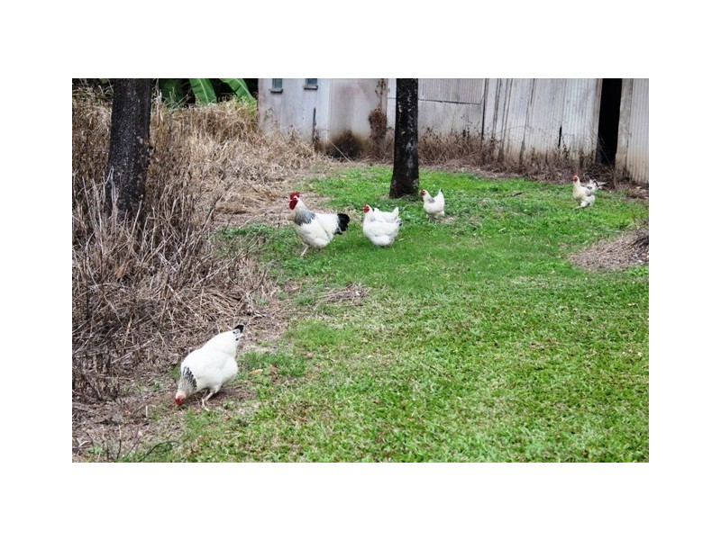 106 Cantamessas Road, Abergowrie QLD 4850