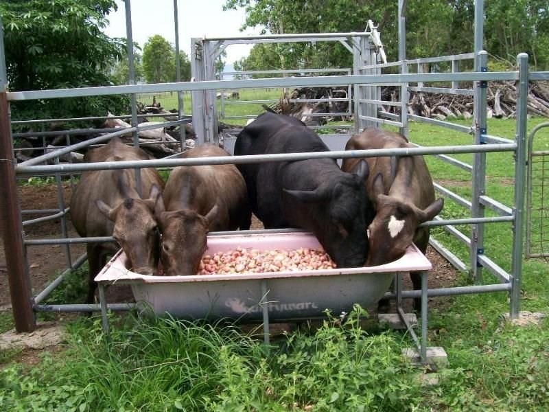 111 Exelbys Road, Upper Stone QLD 4850