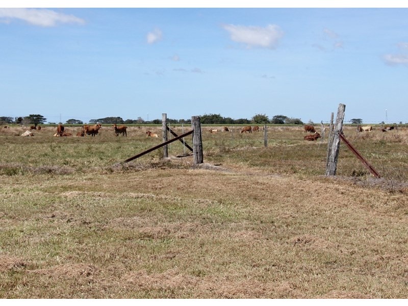 14 Morehead Street, Ingham QLD 4850