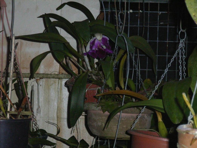 Forrest Beach QLD 4850