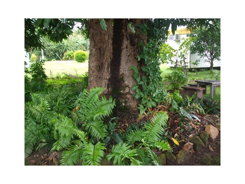 017 Mambrini Street, Halifax QLD 4850