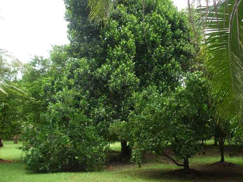 Long Pocket QLD 4850