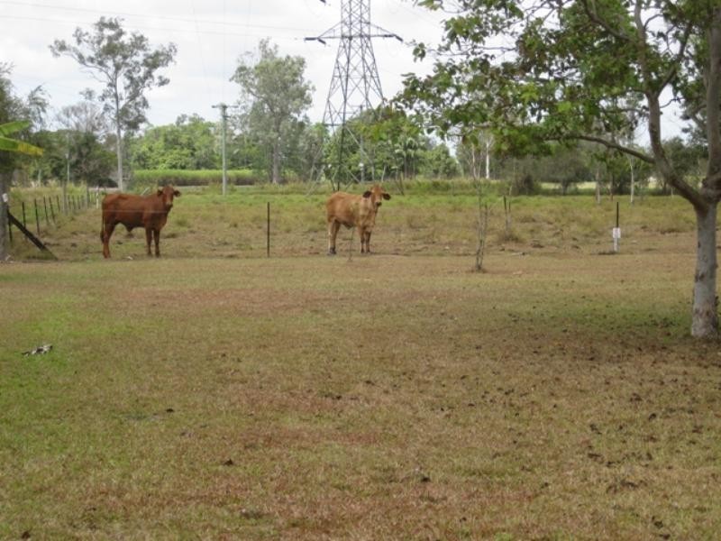 Ingham QLD 4850