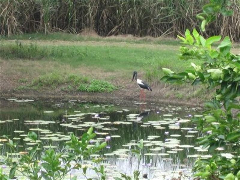 21 Bullock Paddock Road, Macknade QLD 4850