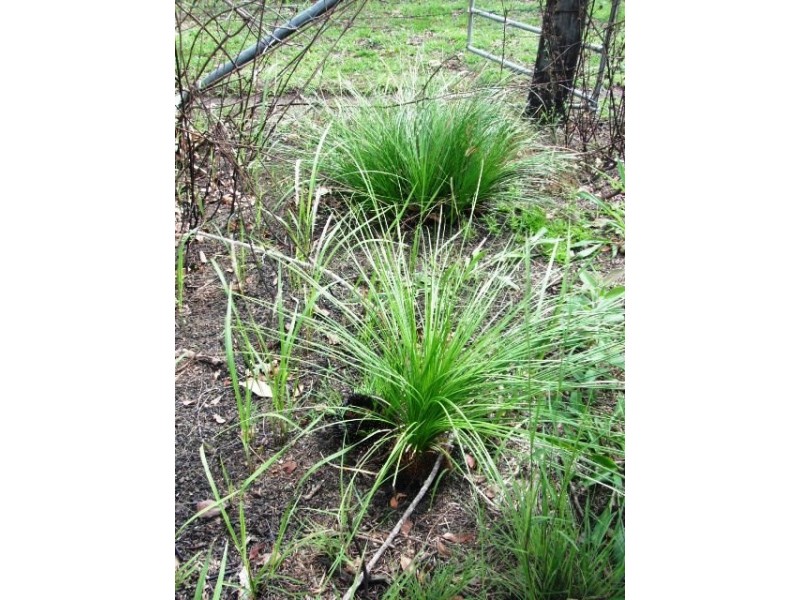 2039 Mount Fox Road, Mount Fox QLD 4850