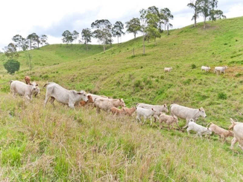 267 Lacey’s Creek Road, Laceys Creek QLD 4521