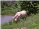 Laceys Creek QLD 4521