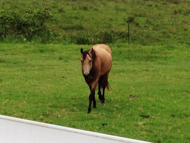 788 Laceys Creek Road, Laceys Creek QLD 4521