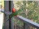 Ocean View QLD 4521