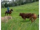 Cooroy QLD 4563