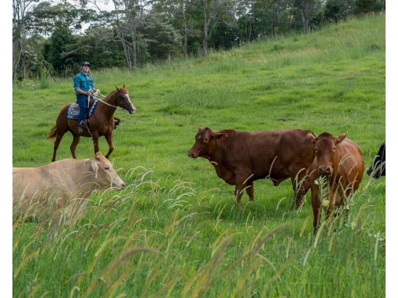 Cooroy QLD 4563