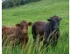 Cooroy QLD 4563