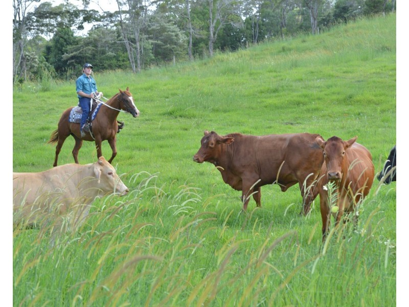 Cooroy QLD 4563