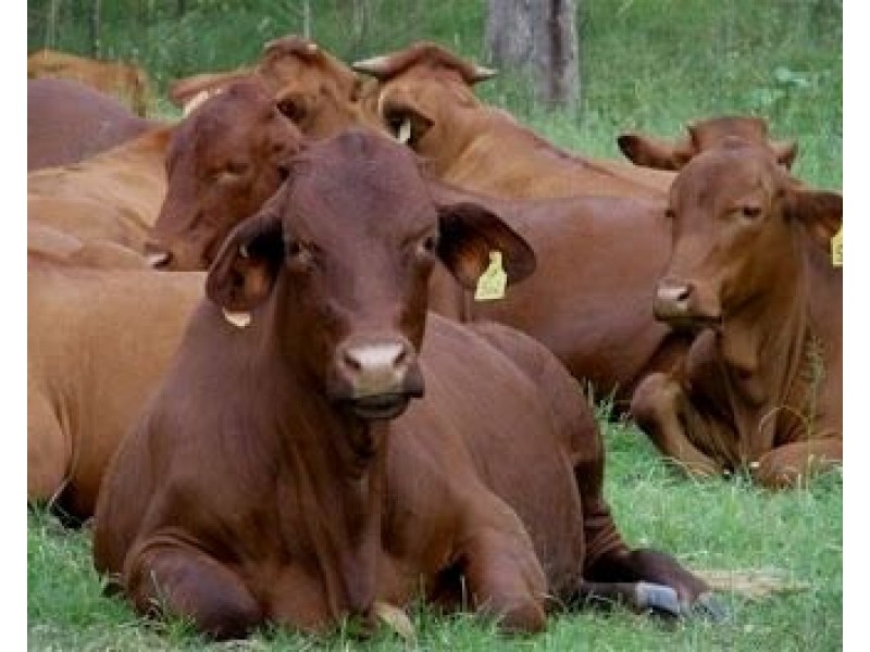 Kobble Creek QLD 4520