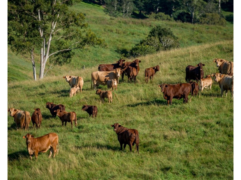 528 Mount Pleasant Road, Mount Pleasant QLD 4521