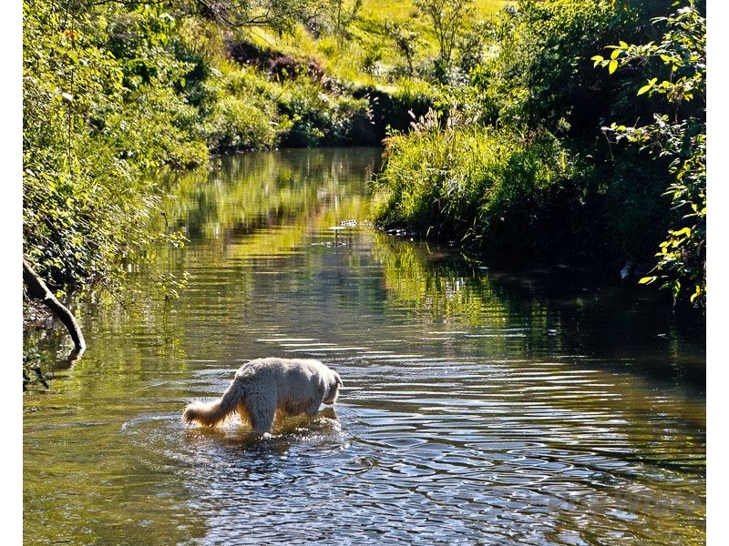 488 Mount Pleasant Road, Mount Pleasant QLD 4521