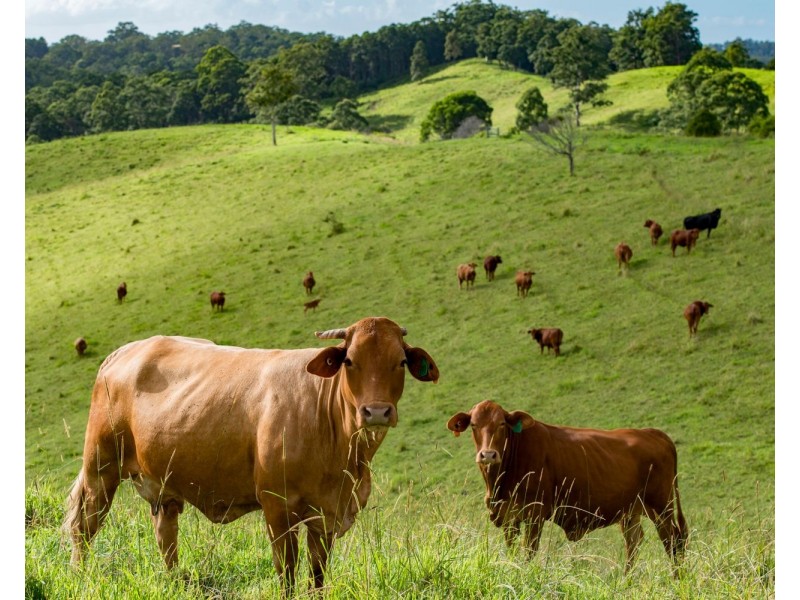 24 Duncan Road, Mount Mee QLD 4521