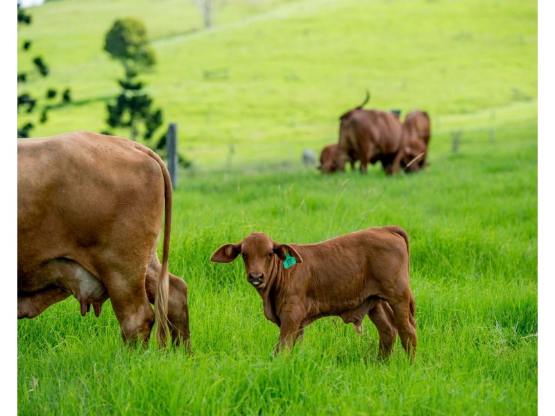 24 Duncan Road, Mount Mee QLD 4521