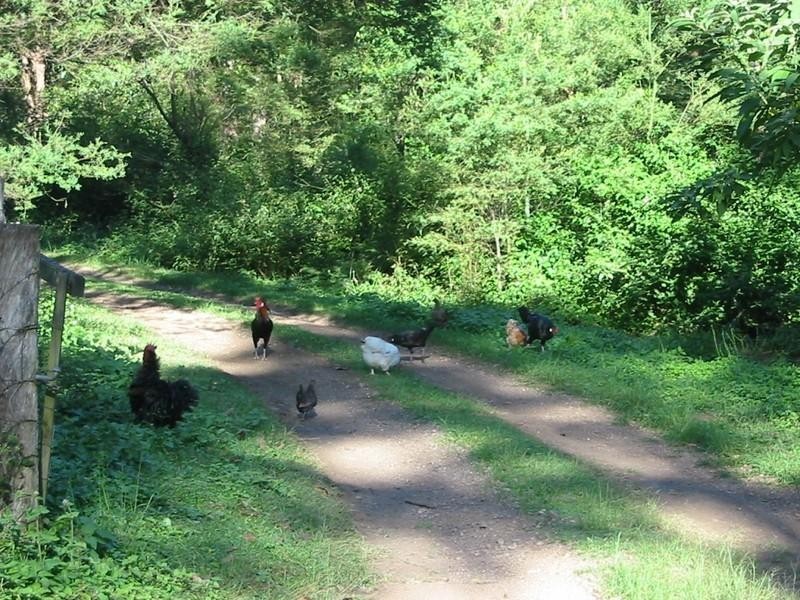 543 Mt Brisbane, Dayboro QLD 4521