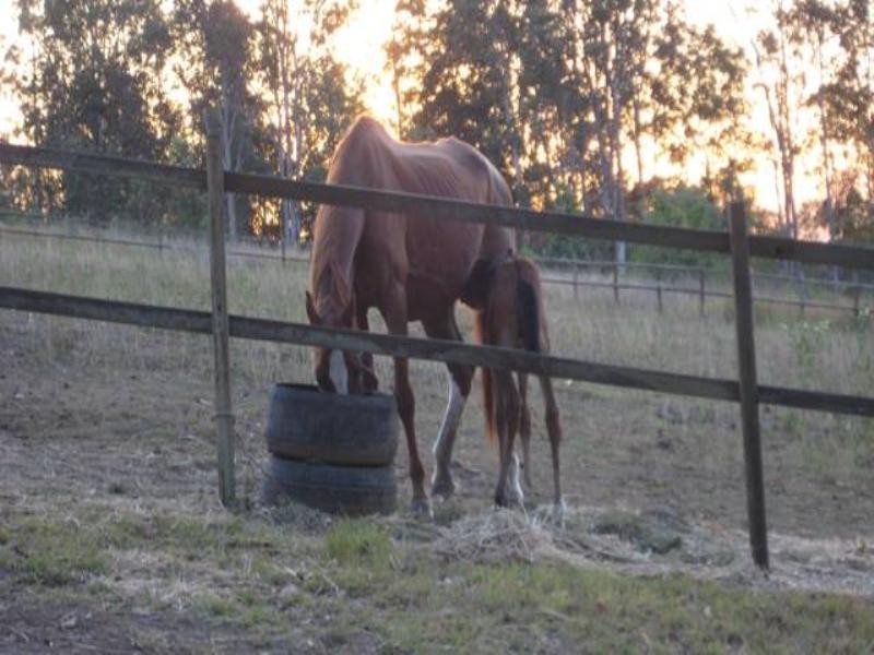 1019 DAYBORO Road, Dayboro QLD 4521