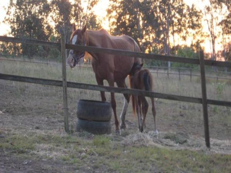 1019 DAYBORO Road, Dayboro QLD 4521