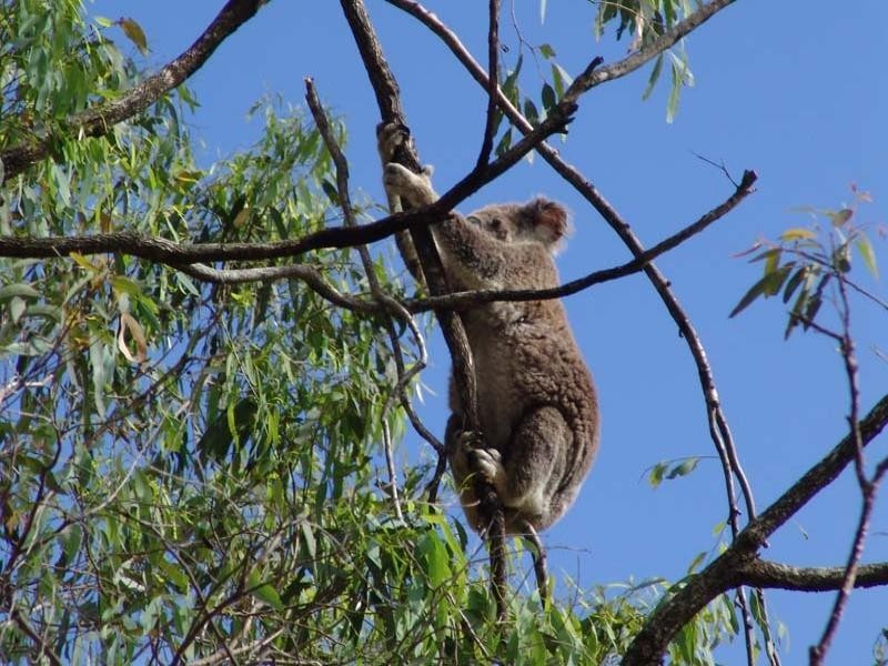 115 Kobble Creek Road, Samford QLD 4520
