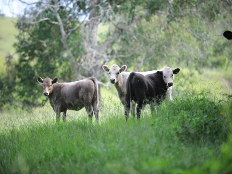 909 Bunya Road, Samford QLD 4520