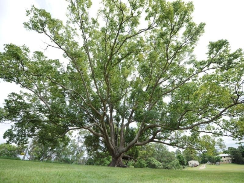 909 Bunya Road, Samford QLD 4520