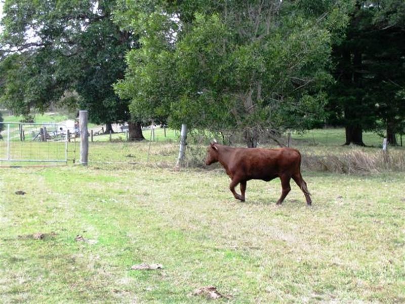 Lot 1 Pedwell Road, Mount Mee QLD 4521
