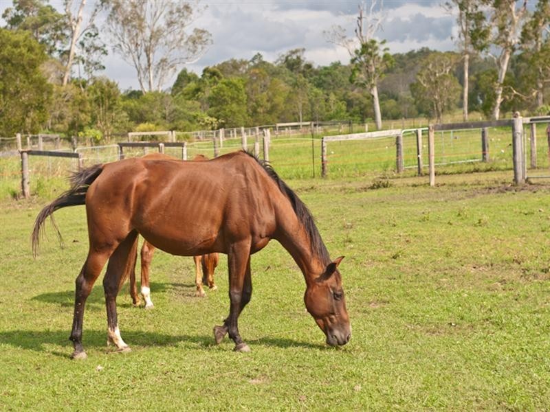 3 Butterfly Crescent, Samford QLD 4520