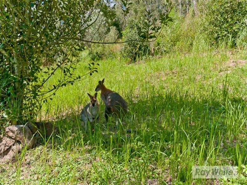 14 Jackeroo Court, Dayboro QLD 4521