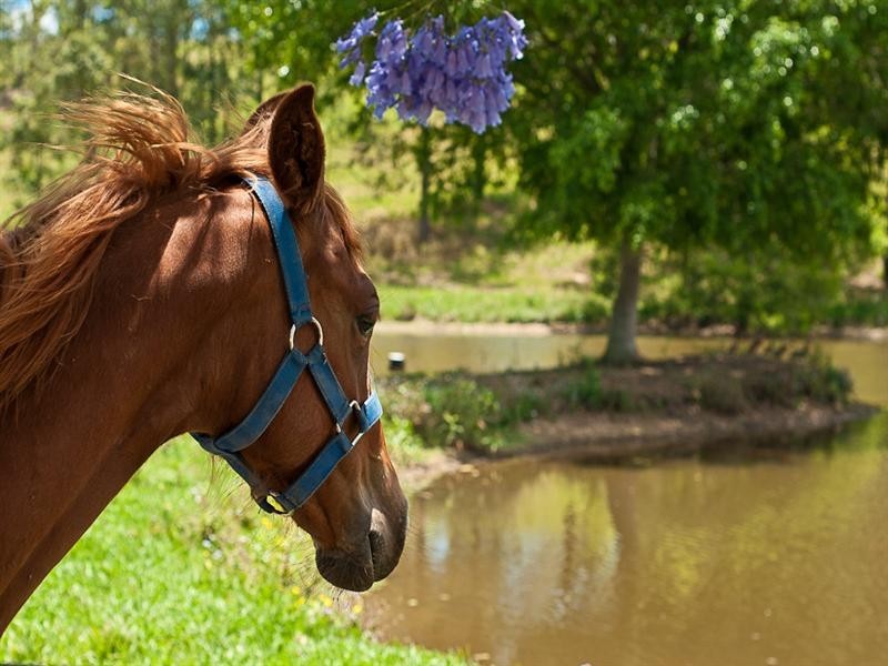 Delaneys Creek QLD 4514