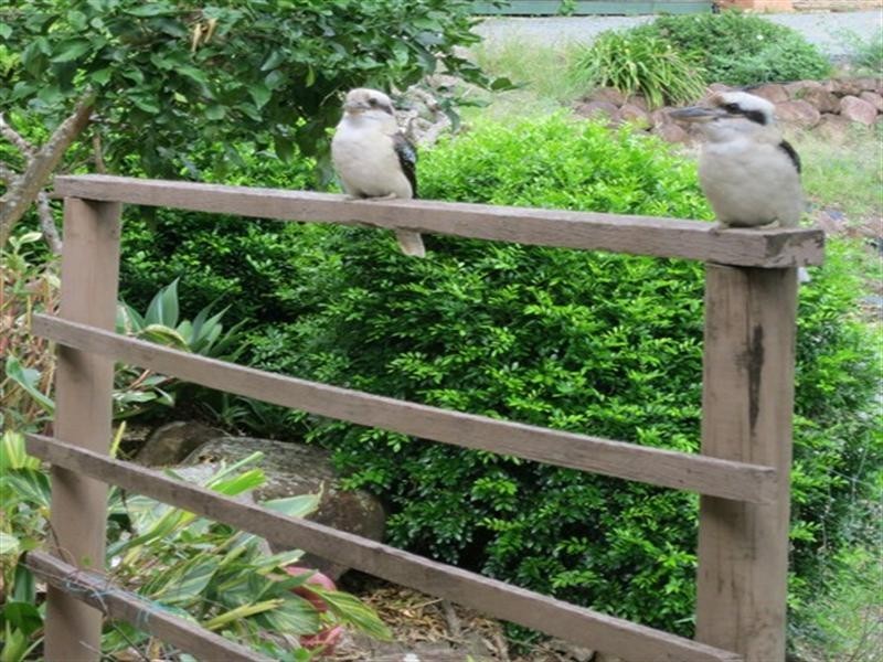 51 Saddleback Drive, Dayboro QLD 4521